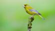 Male greenfinch in flight