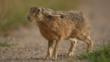 Brown hare sitting up on hind legs practising 'boxing'