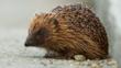 Close-up of the face of a hedgehog while curled up in a ball