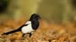 A magpie on the ground