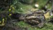 Female nightjar on nest