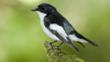 A male pied flycatcher perched on a branch