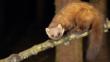 Pine marten on a branch