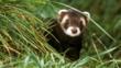 A European polecat