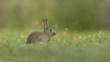Young European rabbit