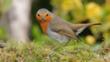 Robin singing from a tree branch