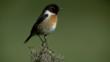 Stonechat perched on a thorny bush