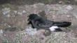 A storm petrel resting on the ground at night