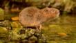 Water vole foraging on a floating log in shallows of a water channel