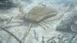 A eurypterid - also known as a sea scorpion - catching the heavily armoured fish, Pteraspis