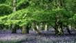Bluebells with beech trees in oak woods