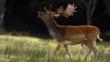 Fallow deer stag with antlers during the rutting season