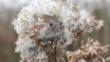 Field vole sitting on snow covered ground