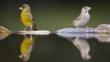 Male and female greenfinch by water