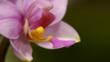Flowering