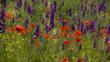 Common poppy and forking larkspur in a flower meadow