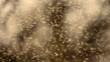 A swarm of non-biting midge flies