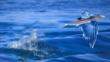 A flying fish leaping out of the sea