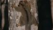 Pale fork-marked lemur sucking gum from tree in Madagascar