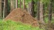 Wood ant nest