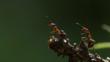 Two hairy wood ants on a branch