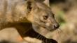 Close-up of a fossa