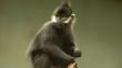 A Francois' langur sitting on a tree stump
