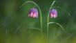 Snake's head fritillary flowers