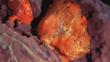 Longlure frogfish camouflaged in sponge