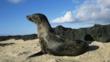 A female Galápagos fur seal on a rock