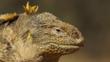 Galápagos land iguana close-up