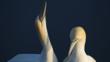 Northern gannet courtship display