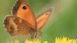 Gatekeeper butterfly on ragwort flowers