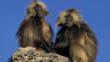 Two male gelada baboons sitting on a rock