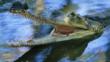 Male Indian gharial in water with mouth wide open