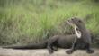 Giant otter resting on river bank