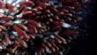 Giant tube worms