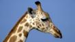 A profile of a giraffe