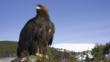 Golden eagle perched on a rock
