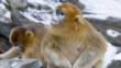 Golden snub-nosed monkey sitting on rock