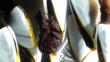Goose barnacles underwater