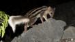 Giant striped mongoose foraging at night