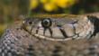 Head of a coiled female grass snake