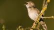 Grasshopper warbler singing from a branch