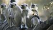 Langur monkeys sitting on a tree