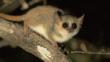 Grey mouse lemur on branch in spiny forest at night
