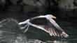 Great black-backed gull taking off from the sea