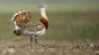 Male great bustard in field