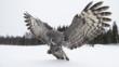 Great grey owl hunting in the snow
