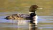Great Northern diver adult in breeding plumage on water in evening light